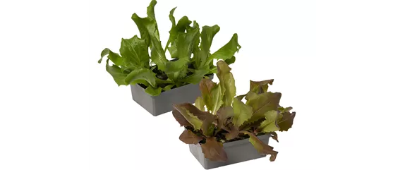 SOMMERKüCHE IM GRüNEN! 