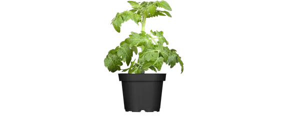 SOMMERKüCHE IM GRüNEN! 