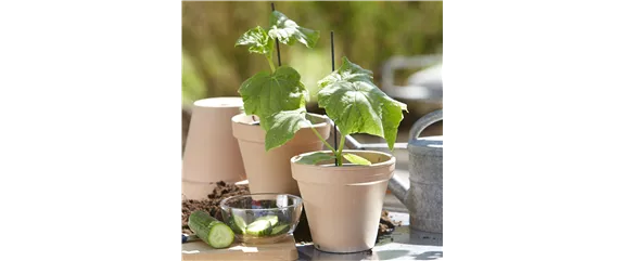 SOMMERKüCHE IM GRüNEN! 