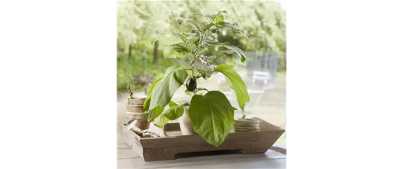 SOMMERKüCHE IM GRüNEN! 