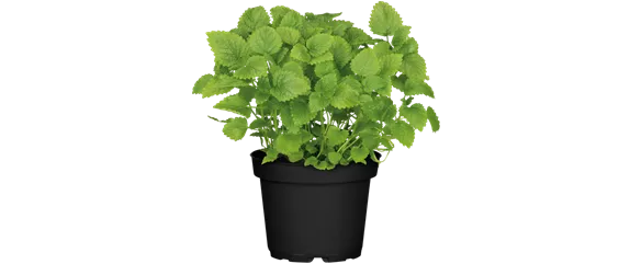 SOMMERKüCHE IM GRüNEN! 