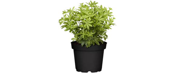 SOMMERKüCHE IM GRüNEN! 