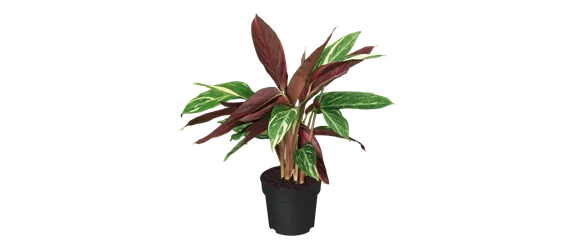 IM GLANZ DER ELEGANZ!