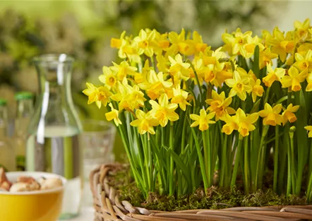 PFLANZE DES MONATS FEBRUAR: NARZISSE