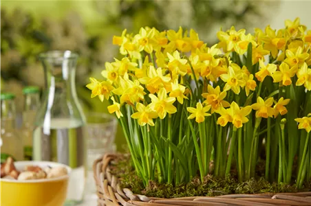 PFLANZE DES MONATS FEBRUAR: NARZISSE